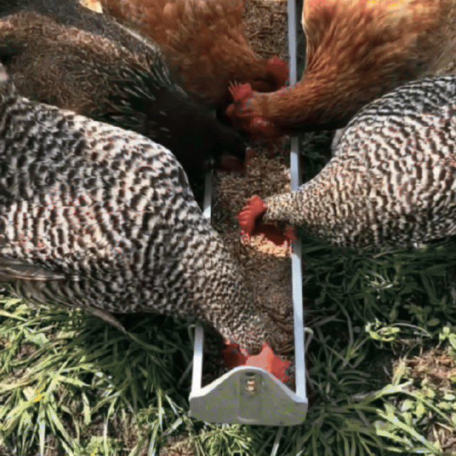 Stimulator pentru ouat cu oregano