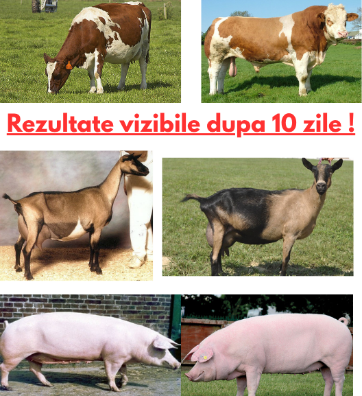 Supliment natural pentru ferme productive